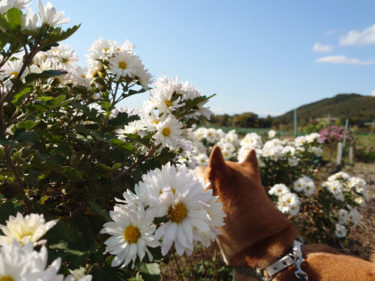 白い花と柴犬