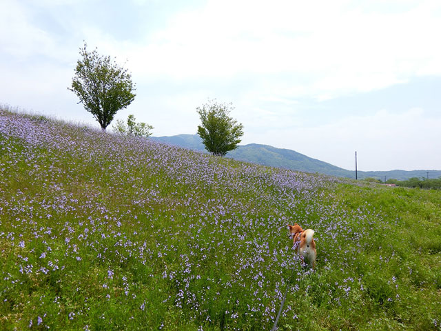 柴犬と野の花