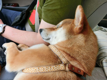 腕枕で寝る柴犬