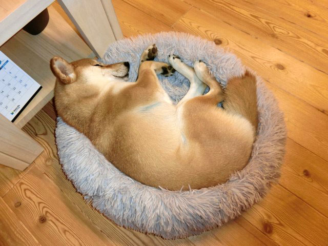 小さいベッドで丸まる柴犬