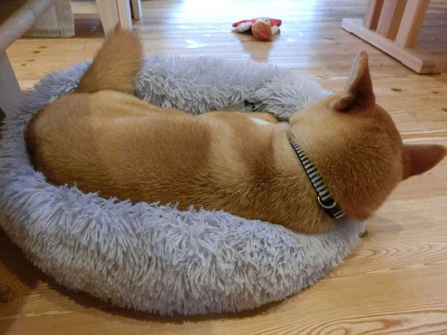 小さいベッドで寝る柴犬
