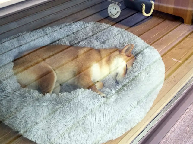 大きなベッドで寝る柴犬