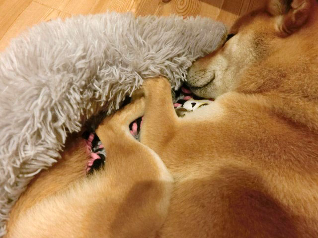 おもちゃを抱いて眠る柴犬