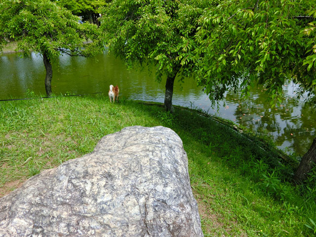 池を覗く柴犬