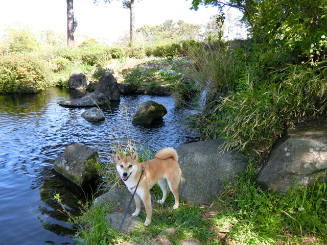 池の前に立つ柴犬