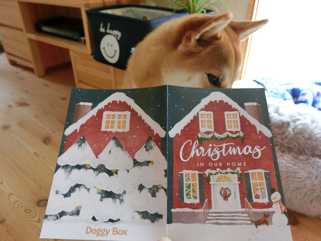 クリスマスカードと柴犬
