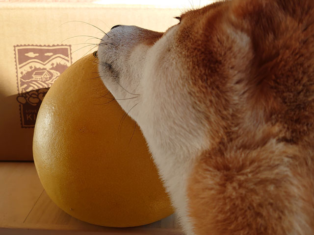 晩白柚に顎を載せる柴犬