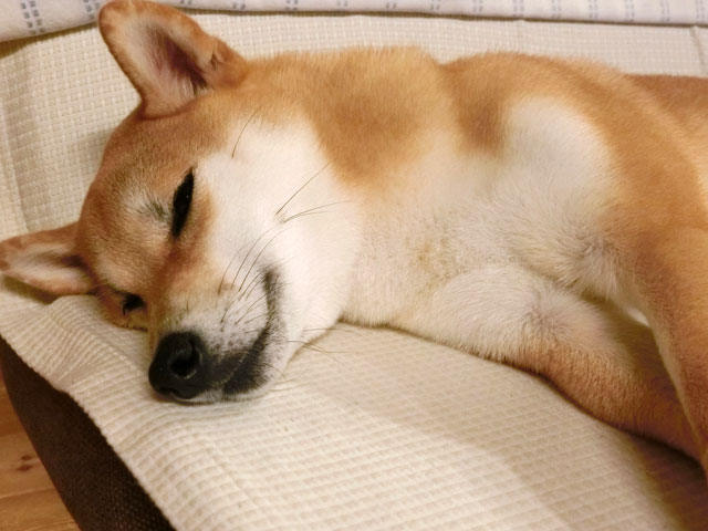 寝そべる柴犬