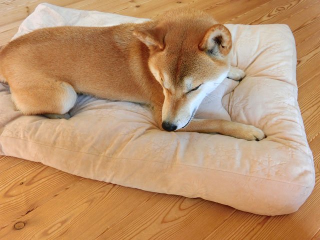ベッドに寝る柴犬