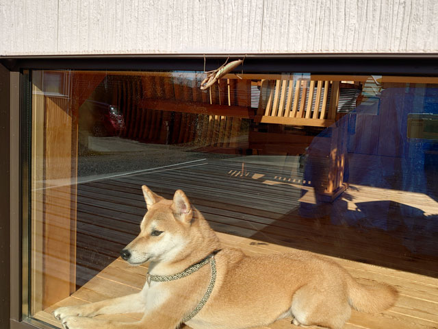 窓辺に寝る柴犬
