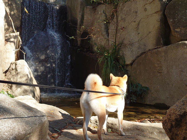 滝を眺める柴犬