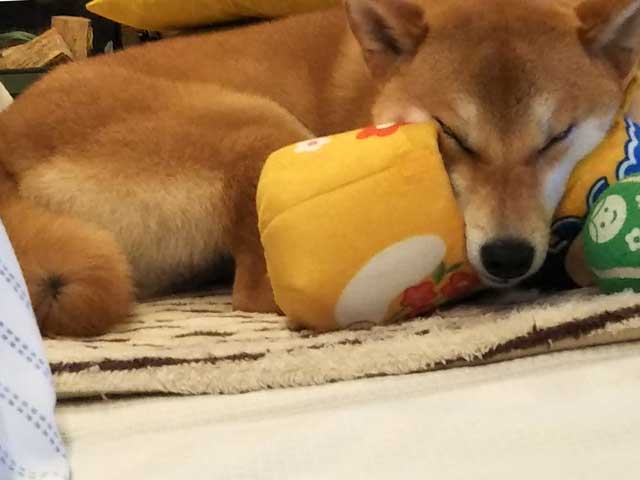 おもちゃを枕に寝る柴犬