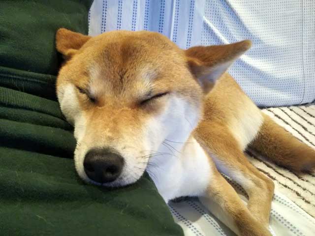 膝枕で寝る柴犬