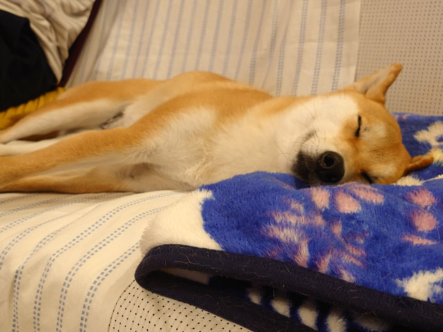 枕で寝る犬