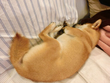 枕で寝る柴犬