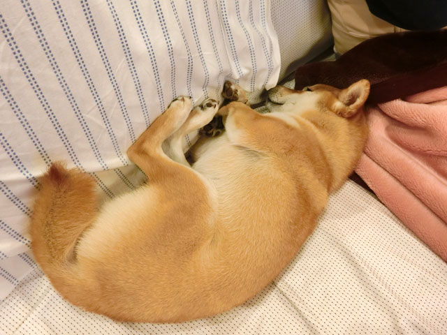 枕で寝る犬
