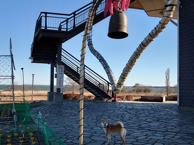 シアワセの鐘と柴犬