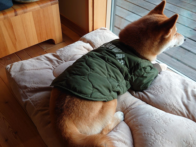 ジャケットを着た柴犬
