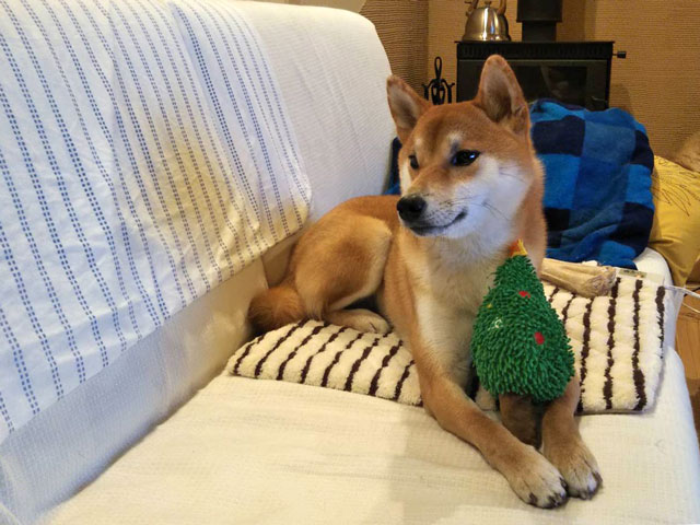 クリスマスプレゼントと柴犬