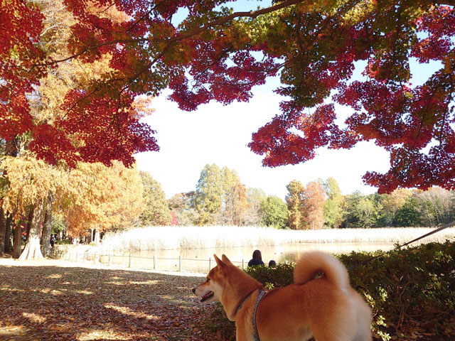 秋の洞峰公園と柴犬