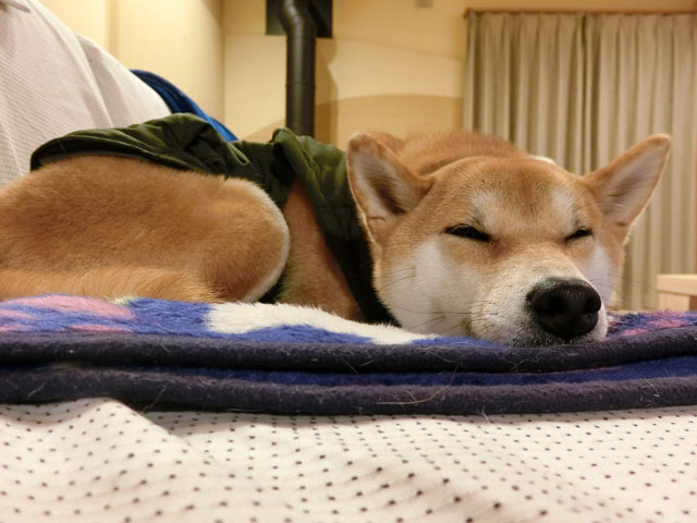 ジャンパーを着て寝る柴犬