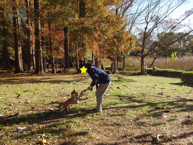 公園で遊ぶ柴犬と飼い主