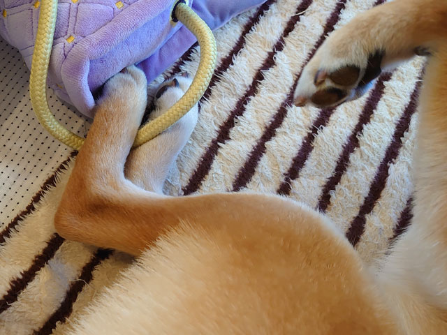 おもちゃを足で挟む柴犬