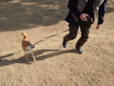 公園を走る柴犬