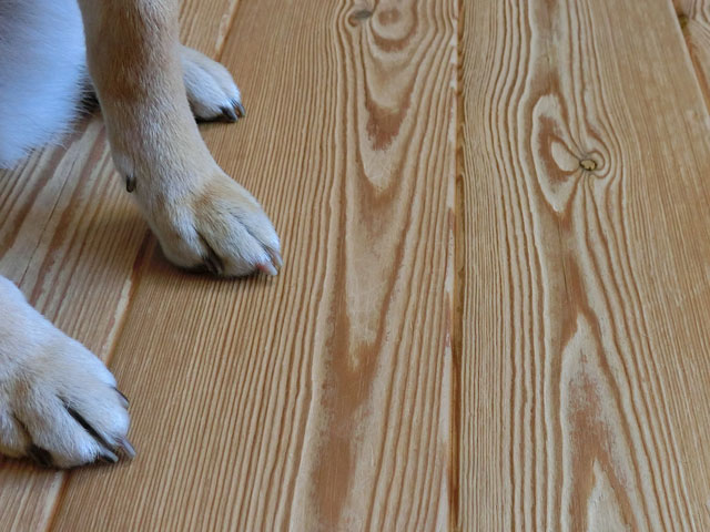 床の傷と柴犬