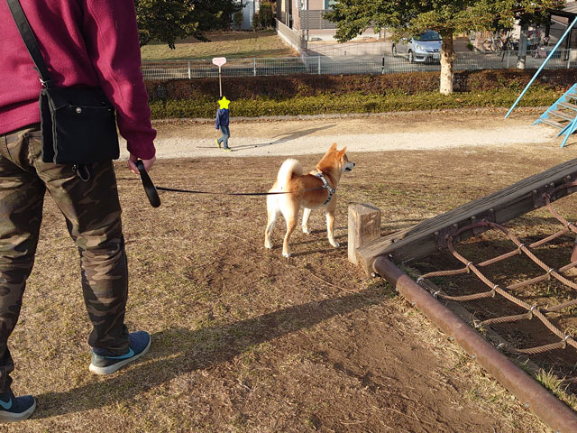 公園で遊ぶ柴犬