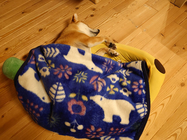 布団で寝る柴犬