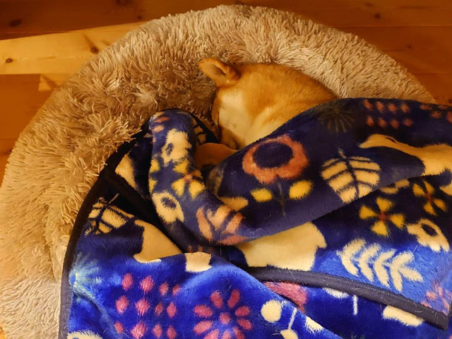 布団で寝る柴犬