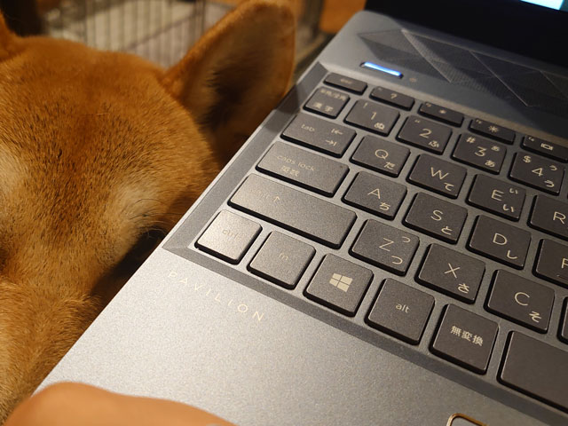 パソコン越しの柴犬
