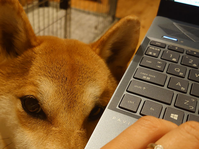 パソコン越しの柴犬