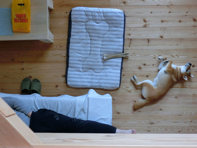 散らかった部屋で寝る柴犬