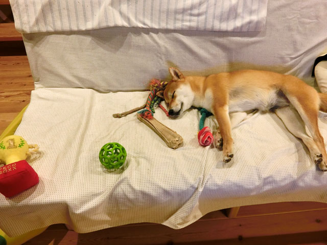 散らかった部屋で寝る柴犬