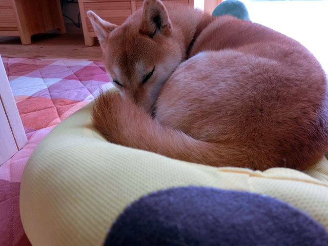 バナナのベッドで寝る柴犬