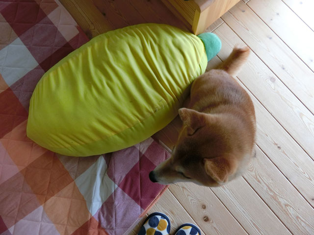 バナナのベッドと柴犬