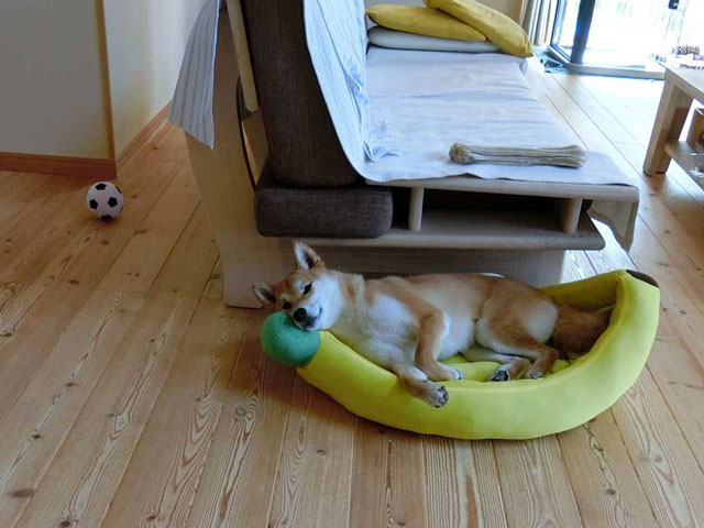 バナナのベッドで寝る柴犬