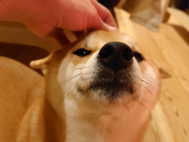 ヒコーキ耳の柴犬