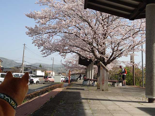 旧筑波鉄道筑波駅の桜と柴犬