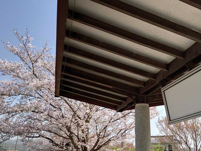 旧筑波鉄道筑波駅の桜