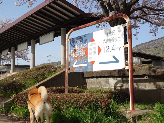 旧筑波鉄道筑波駅の桜と柴犬