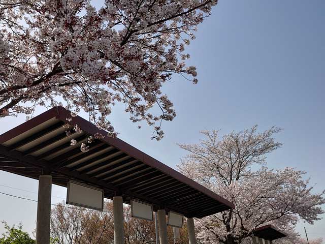 旧筑波鉄道筑波駅の桜