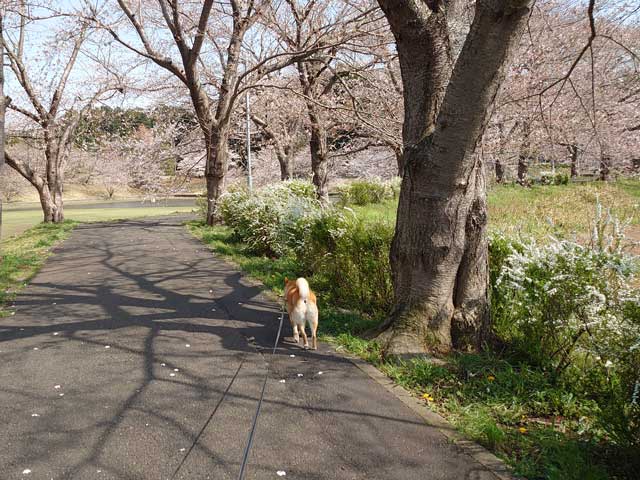 反町の森公園を歩く柴犬