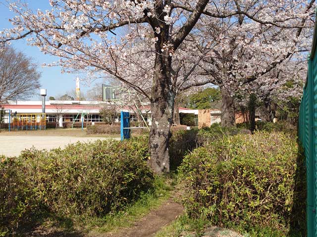 吾妻小学校の桜