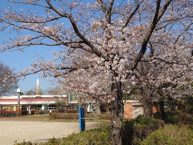 吾妻小学校の桜