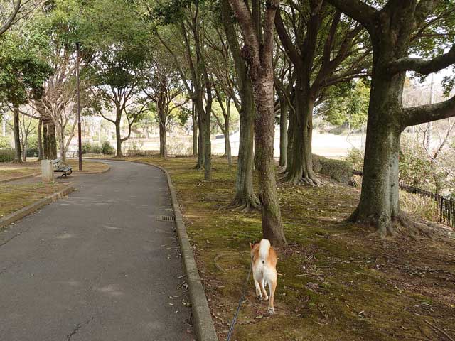 さくら運動公園を歩く柴犬