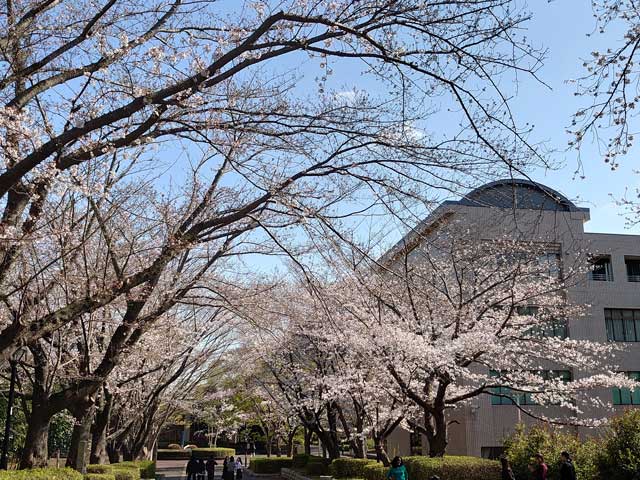 筑波学院大学の桜