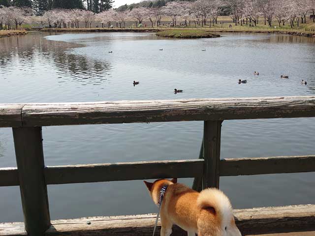 万博記念公園で遊ぶ柴犬